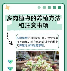 How to Care for Chocolate Echeveria (Simple Care for Chocolate Echeveria, Making You Obsessed)1