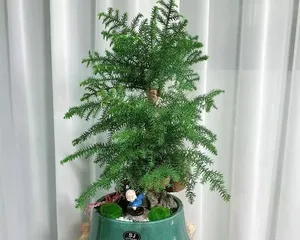 The Benefits of Growing Ficus盆景 at Home (Exploring the Impact of Ficus盆景 on the Home Environment)1