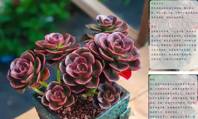 How to Care for Chocolate Echeveria (Simple Care for Chocolate Echeveria, Making You Obsessed)2