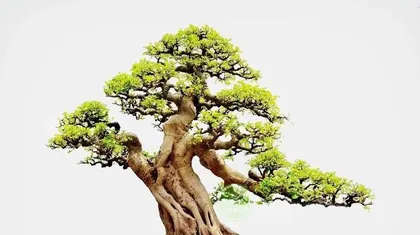 The Benefits of Growing Ficus盆景 at Home (Exploring the Impact of Ficus盆景 on the Home Environment)2