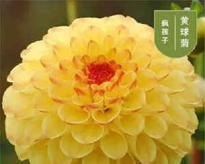 The best time to plant dahlia seeds (Master these time points, and planting dahlias will no longer be difficult!)