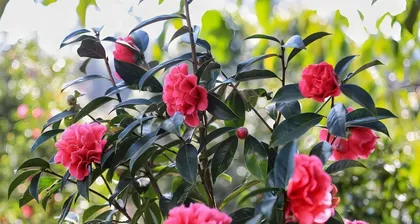 Chrysanthemum Watering Techniques in Winter (Correct Way to Water Chrysanthemums in Winter)