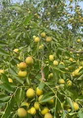 Detailed Explanation of the Season for Ripe and Crisp Jujubes to Come on the Market (From Harvest to Market, Understanding the Growth Process and Seasonal Patterns of Crisp Jujubes)
