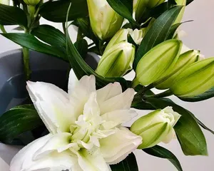 How to properly care for lilies (what is the best water to use for lilies?)