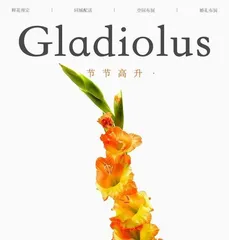 How to handle the gladiolus after flowering? Step-by-step guide to reviving gladiolus vitality.