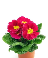 Spring Flowers All-in-One Guide (Indoor Care, Watering Methods, Pest and Disease Control, Fertilizer Application, Propagation Techniques)