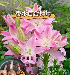 How to properly care for lilies (what is the best water to use for lilies?)1