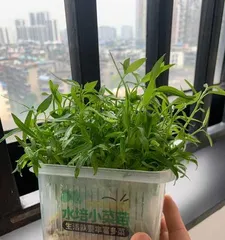 Detailed Techniques for Growing Bean Sprouts (From Scratch to Building Your Own Bean Sprout Garden)