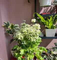 Spring Flowers All-in-One Guide (Indoor Care, Watering Methods, Pest and Disease Control, Fertilizer Application, Propagation Techniques)1