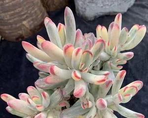 The leaves of Funiang are falling, you need this help! (Start from the root, save Funiang's nutritional path)