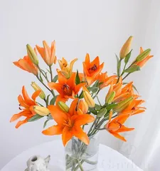 How to properly care for lilies (what is the best water to use for lilies?)2