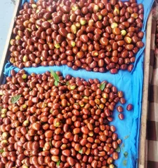 Looking for the homeland of walnuts (exploring the secrets of the walnut tree)