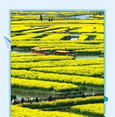 The Flower of Guiyang – Impatiens balsamina (Origin, Characteristics, Distribution, and Conservation of the Flower of Guiyang)