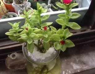 Tips for Repotting Spider Plants (9 Ways to Help Your Spider Plant Grow Healthier)