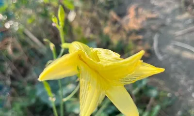 The blooming frequency of daylilies (how many times do they bloom in a year? Why do they bloom? How long is the blooming period?)