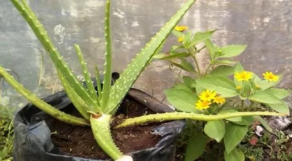 How to propagate Clivia with cuttings (detailed illustration of cuttings method, easily master propagation techniques)