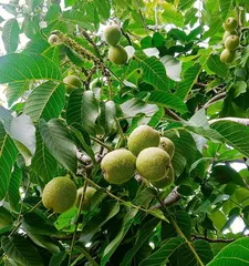 Growth environment and distribution areas of walnuts (understanding the needs of walnut trees, selecting suitable cultivation areas)