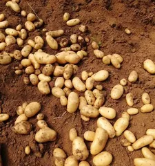The maturity and harvest season of potatoes (understanding the growth cycle and harvest time of potatoes, selecting the best quality potatoes)
