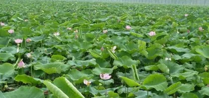 The growth habits and characteristics of lotus root, as well as the growth environment conditions (Unveiling the mystery of lotus root: Growth conditions and patterns)