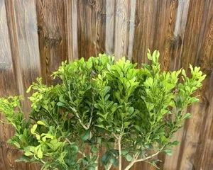 Bonsai Miuraqi Cultivation Guide (Step-by-Step Tutorial on How to Successfully Grow Bonsai Miuraqi)