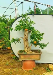 How to Make Pomegranate Cuttings Sprout Where You Want Them (Master the Key Steps to Cultivate Your Ideal Pomegranate Garden)