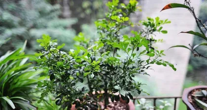 Bonsai Miuraqi Cultivation Guide (Step-by-Step Tutorial on How to Successfully Grow Bonsai Miuraqi)1