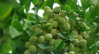 Legends and Reality of Ginkgo Biloba (Exploring the Origin, Nutrition, and Value of Ginkgo Biloba)