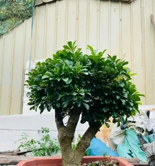 Bonsai Miuraqi Cultivation Guide (Step-by-Step Tutorial on How to Successfully Grow Bonsai Miuraqi)2