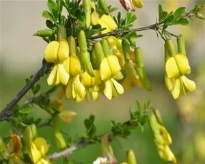 Growth Habits and Classification Analysis of Goldfinch Flowers (Exploring the Plant Characteristics and Application Areas of Goldfinch Flowers)