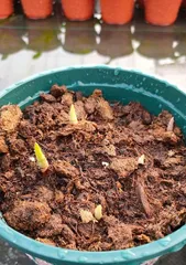 Bellflower Cultivation Techniques (To Grow Beautiful Flower Seas, You Need to Master These Bellflower Cultivation Methods)