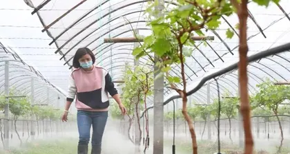 The correct way to water fruit trees (How to water fruit trees?)