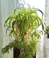 Indoor Care of Spider Plants: The Ultimate Guide (Understand Care Methods to Help Spider Plants Grow Healthily)