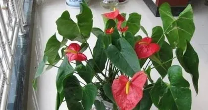 After repotting Anthurium, do you know how to water it? (Watering needs, frequency, and tips for repotted Anthurium)