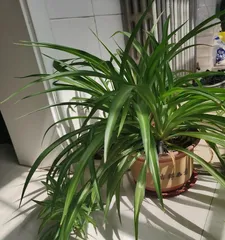 Indoor Care of Spider Plants: The Ultimate Guide (Understand Care Methods to Help Spider Plants Grow Healthily)1