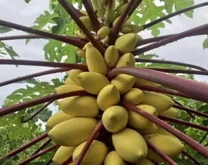 The best time to plant papaya (choosing suitable months for healthier papaya growth)
