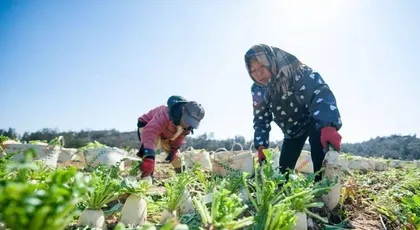 The Ultimate Guide to Growing White Radishes (Learn Planting Time and Methods to Easily Grow a Bountiful Harvest of White Radishes)
