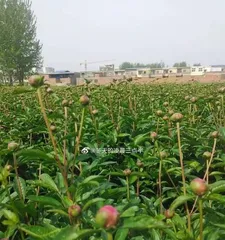 Detailed Explanation of the Timing and Methods for Repotting White Peony Flowers (Easily Master the Tricks of Repotting White Peony Flowers)