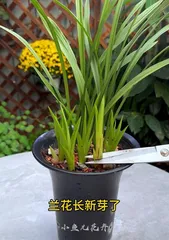 How to Care for Orchids in Winter to Promote New Growth? (Orchid Winter Care Guide: Easily Revitalize Your Orchids)1