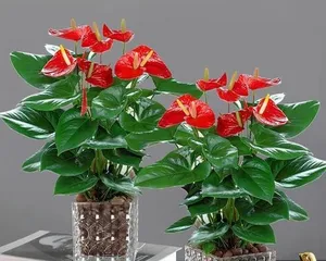 Why do Anthurium flowers fade? (Exploring the causes and solutions of Anthurium flower fading)