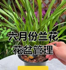 How to Care for Orchids in Winter to Promote New Growth? (Orchid Winter Care Guide: Easily Revitalize Your Orchids)2