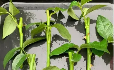 Techniques and Precautions for Transplanting Roses in Winter (Creating a Beautiful Garden, Learn How to Properly Transplant Roses)