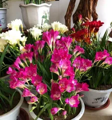 The meaning and significance of red camellias (exploring the profound connotations and representative meanings of red camellias)