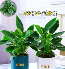 Golden Pothos Winter Care Guide (Creating Healthy and Vibrant Golden Pothos, Easy Wintering)