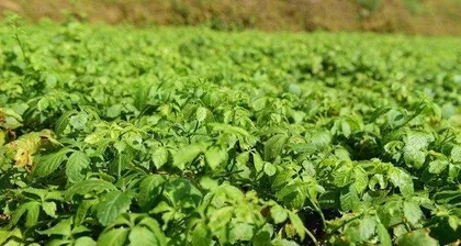 Longevity Grass—The Secret to Living to 100 (Discover Longevity Grass, and the Dream of Extending Life is No Longer a Dream)