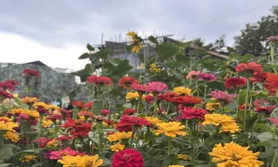 How to Plant Zinnia Seeds (Detailed Steps and Tips for Zinnia Planting)