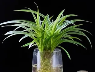 Guide to Propagating String of Pearls (Master the propagation techniques of String of Pearls to create a lush and green home environment)