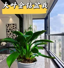 Golden Pothos Winter Care Guide (Creating Healthy and Vibrant Golden Pothos, Easy Wintering)1