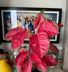 The Secret of Geely Red Flower Blooming (Unlocking the Mystery of Geely Red Flower Blooming, Unveiling Its Splendid and Colorful Mysterious Veil)