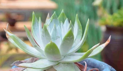 To cope with hot summer days, keep your succulents healthy (care tips and precautions for succulents in high temperatures)