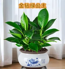 Golden Pothos Winter Care Guide (Creating Healthy and Vibrant Golden Pothos, Easy Wintering)2